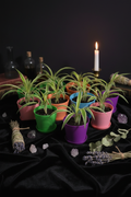 All Green Spider Plant