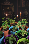 English Ivy
